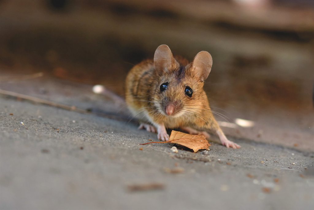 ratón Bienestar Animal