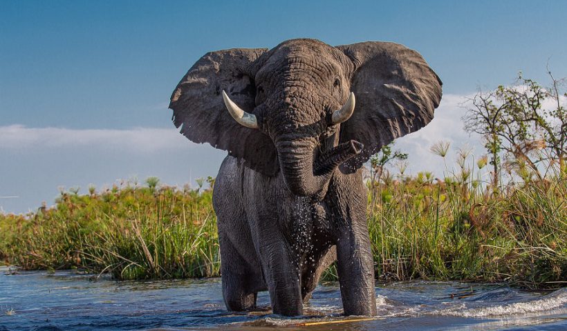 turista pisoteado por elefante