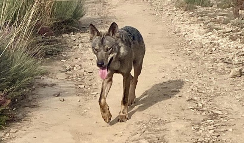 lobo peregrinos