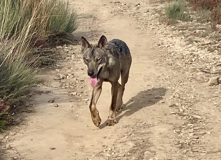 lobo peregrinos