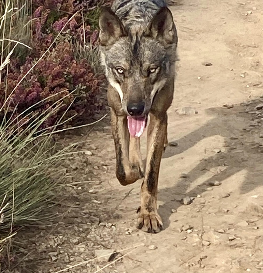 lobo Camino de Santiago