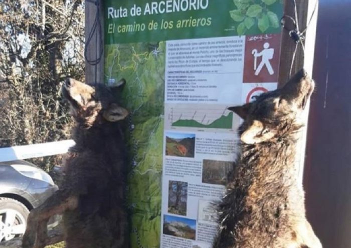 lobos colgados