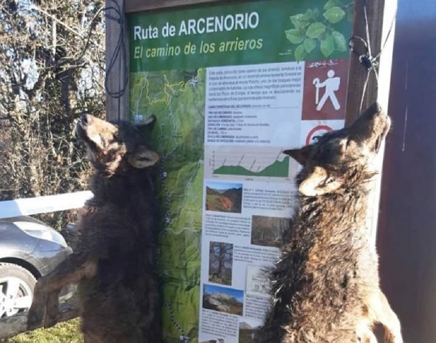 lobos colgados